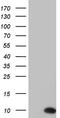 Pyrin Domain Containing 1 antibody, TA803612, Origene, Western Blot image 