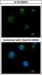 Transmembrane Protein 59 Like antibody, GTX122614, GeneTex, Immunofluorescence image 