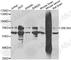 Zinc Finger Protein 264 antibody, A7356, ABclonal Technology, Western Blot image 