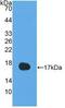 Interleukin 13 antibody, MBS2028636, MyBioSource, Western Blot image 
