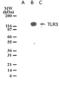 Toll Like Receptor 3 antibody, ALX-804-362-C100, Enzo Life Sciences, Western Blot image 