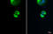 Anterior Gradient 2, Protein Disulphide Isomerase Family Member antibody, GTX135343, GeneTex, Immunofluorescence image 