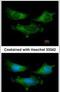 Secretagogin, EF-Hand Calcium Binding Protein antibody, PA5-30393, Invitrogen Antibodies, Immunofluorescence image 