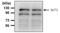 Sirtuin 1 antibody, PA5-17232, Invitrogen Antibodies, Western Blot image 