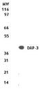 Death Associated Protein 3 antibody, PA1-41658, Invitrogen Antibodies, Western Blot image 