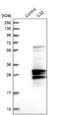 Interleukin 32 antibody, NBP1-82560, Novus Biologicals, Western Blot image 