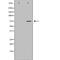 Histidine Decarboxylase antibody, GTX03370, GeneTex, Western Blot image 