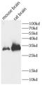 CR antibody, FNab10386, FineTest, Western Blot image 