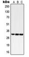 N-arachidonyl glycine receptor antibody, LS-C352264, Lifespan Biosciences, Western Blot image 