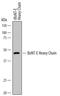 Clostridium botulinum E Toxin antibody, MAB7135, R&D Systems, Western Blot image 