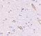 Syntaphilin antibody, NBP1-76915, Novus Biologicals, Immunohistochemistry paraffin image 