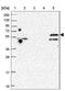 Tripartite Motif Containing 32 antibody, NBP2-13484, Novus Biologicals, Western Blot image 