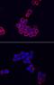 NLR Family Pyrin Domain Containing 3 antibody, AF7010, R&D Systems, Immunofluorescence image 