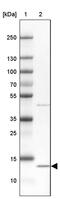 CDGSH Iron Sulfur Domain 3 antibody, PA5-62960, Invitrogen Antibodies, Western Blot image 