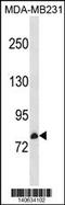 Cyclin And CBS Domain Divalent Metal Cation Transport Mediator 3 antibody, 60-569, ProSci, Western Blot image 