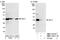 RNA-binding protein Raly antibody, NBP1-19111, Novus Biologicals, Western Blot image 