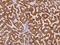 Glycine Cleavage System Protein H antibody, 200559-T08, Sino Biological, Immunohistochemistry frozen image 