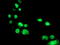 PBX Homeobox 1 antibody, TA502941, Origene, Immunofluorescence image 
