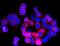 Sad1 And UNC84 Domain Containing 2 antibody, A03291-1, Boster Biological Technology, Immunofluorescence image 