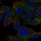Tripartite Motif-Containing 51 antibody, HPA077883, Atlas Antibodies, Immunocytochemistry image 