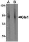 Nucleoporin GLE1 antibody, NBP1-76975, Novus Biologicals, Western Blot image 