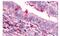 Thromboxane A2 Receptor antibody, GTX77967, GeneTex, Immunohistochemistry paraffin image 