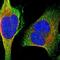  antibody, NBP1-89833, Novus Biologicals, Immunofluorescence image 