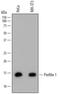 Profilin 1 antibody, MAB7779, R&D Systems, Western Blot image 