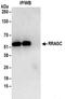 Ras Related GTP Binding C antibody, NBP2-32202, Novus Biologicals, Immunoprecipitation image 