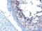 VPS28 Subunit Of ESCRT-I antibody, NB100-1399, Novus Biologicals, Immunohistochemistry frozen image 