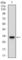 Fms Related Tyrosine Kinase 3 antibody, abx015860, Abbexa, Western Blot image 