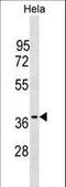 OCIA Domain Containing 1 antibody, LS-C158439, Lifespan Biosciences, Western Blot image 