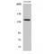 Nitric Oxide Synthase 3 antibody, LS-C384957, Lifespan Biosciences, Western Blot image 