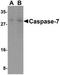 Caspase 7 antibody, GTX42546, GeneTex, Western Blot image 