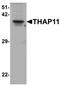THAP Domain Containing 11 antibody, TA326693, Origene, Western Blot image 
