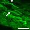 Ubiquitin C-Terminal Hydrolase L1 antibody, PA1-24674, Invitrogen Antibodies, Immunofluorescence image 