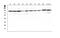 Solute Carrier Family 6 Member 4 antibody, PB9438, Boster Biological Technology, Western Blot image 