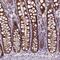 ARF7 antibody, HPA073012, Atlas Antibodies, Immunohistochemistry frozen image 