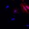 His tag antibody, MA1-135-A647, Invitrogen Antibodies, Immunofluorescence image 
