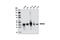 NDRG Family Member 4 antibody, 9039S, Cell Signaling Technology, Western Blot image 