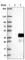 Leucine Rich Adaptor Protein 1 antibody, HPA030061, Atlas Antibodies, Western Blot image 