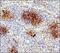 APC Regulator Of WNT Signaling Pathway antibody, NB100-91662, Novus Biologicals, Immunohistochemistry frozen image 