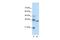 Hes Family BHLH Transcription Factor 4 antibody, PA5-41167, Invitrogen Antibodies, Western Blot image 