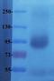 Polymeric Immunoglobulin Receptor antibody, orb181788, Biorbyt, Western Blot image 