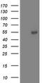 Aminoacylase-1 antibody, TA503228, Origene, Western Blot image 