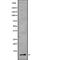 Resistin antibody, abx218262, Abbexa, Western Blot image 