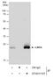 Lin-7 Homolog A, Crumbs Cell Polarity Complex Component antibody, GTX631107, GeneTex, Immunoprecipitation image 