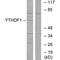 YTH domain family protein 1 antibody, PA5-49875, Invitrogen Antibodies, Western Blot image 