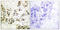 Lamin A/C antibody, LS-C199188, Lifespan Biosciences, Immunohistochemistry paraffin image 