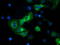 Beclin 1 antibody, TA502674, Origene, Immunofluorescence image 